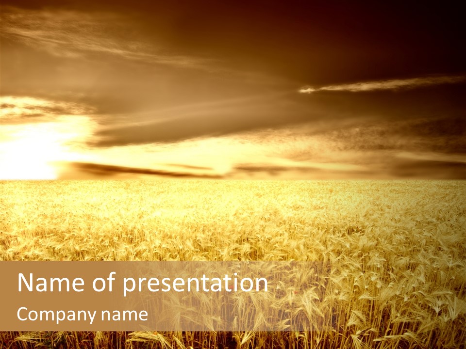 Barley Grain Grass PowerPoint Template