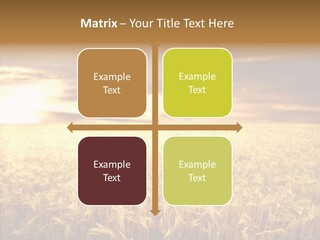 Barley Grain Grass PowerPoint Template