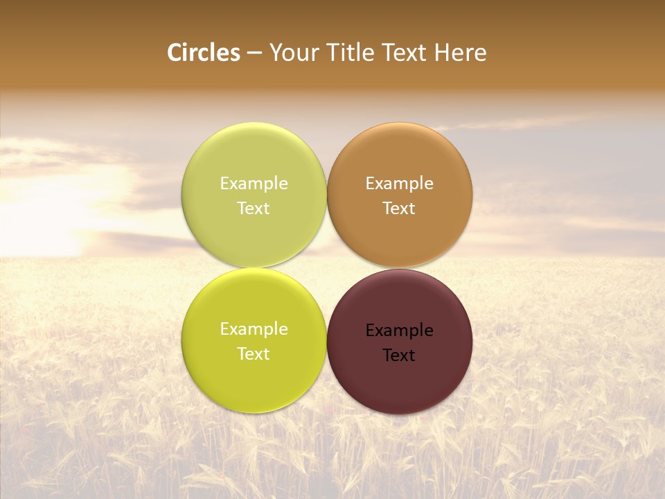 Barley Grain Grass PowerPoint Template
