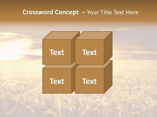 Barley Grain Grass PowerPoint Template