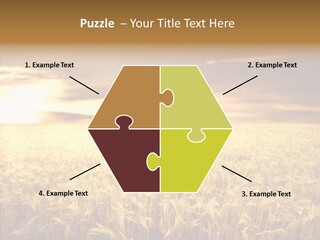 Barley Grain Grass PowerPoint Template