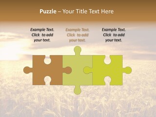 Barley Grain Grass PowerPoint Template