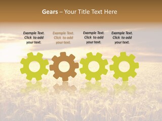 Barley Grain Grass PowerPoint Template