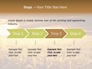 Barley Grain Grass PowerPoint Template