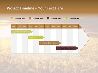 Barley Grain Grass PowerPoint Template
