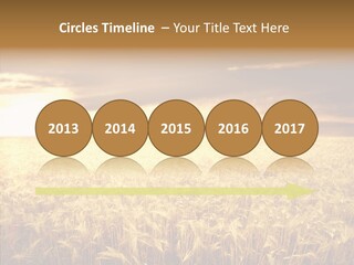 Barley Grain Grass PowerPoint Template
