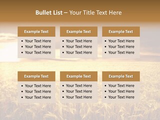 Barley Grain Grass PowerPoint Template