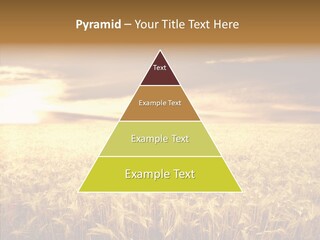Barley Grain Grass PowerPoint Template