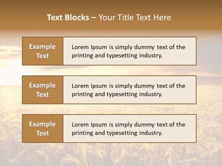 Barley Grain Grass PowerPoint Template
