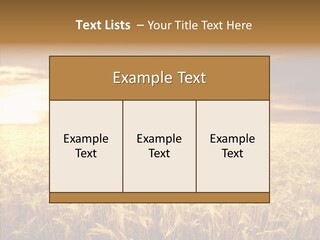 Barley Grain Grass PowerPoint Template