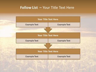 Barley Grain Grass PowerPoint Template