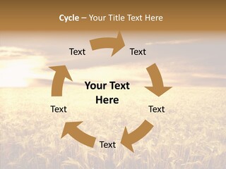 Barley Grain Grass PowerPoint Template