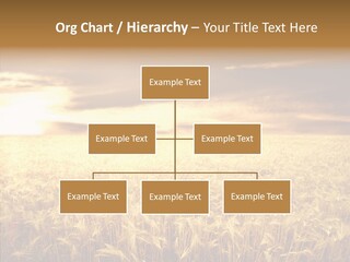 Barley Grain Grass PowerPoint Template