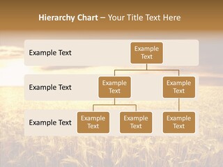 Barley Grain Grass PowerPoint Template