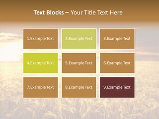 Barley Grain Grass PowerPoint Template