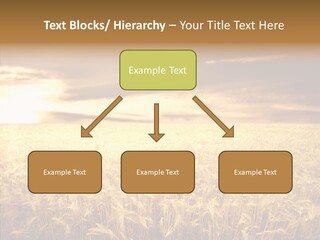Barley Grain Grass PowerPoint Template