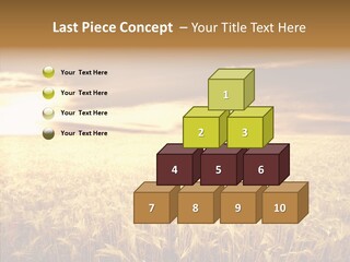 Barley Grain Grass PowerPoint Template