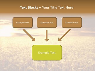Barley Grain Grass PowerPoint Template