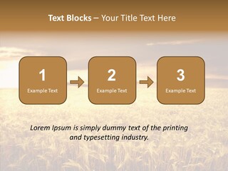 Barley Grain Grass PowerPoint Template