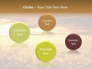 Barley Grain Grass PowerPoint Template