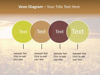 Barley Grain Grass PowerPoint Template