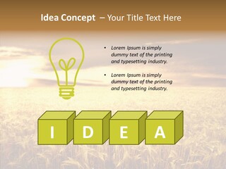 Barley Grain Grass PowerPoint Template