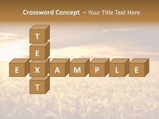 Barley Grain Grass PowerPoint Template