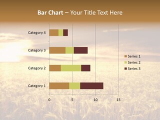 Barley Grain Grass PowerPoint Template