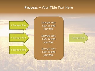 Barley Grain Grass PowerPoint Template