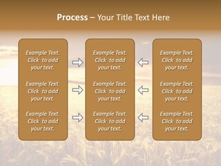 Barley Grain Grass PowerPoint Template