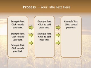 Barley Grain Grass PowerPoint Template