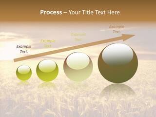 Barley Grain Grass PowerPoint Template
