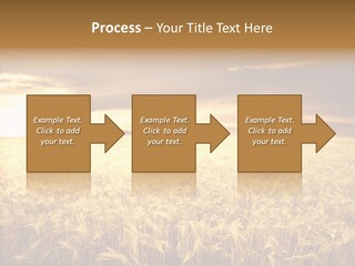 Barley Grain Grass PowerPoint Template