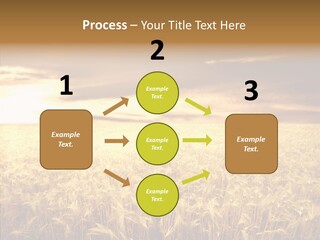 Barley Grain Grass PowerPoint Template