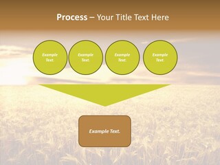 Barley Grain Grass PowerPoint Template