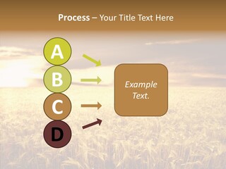 Barley Grain Grass PowerPoint Template