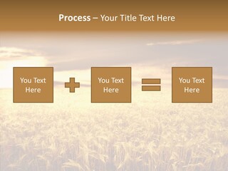 Barley Grain Grass PowerPoint Template