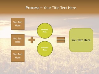 Barley Grain Grass PowerPoint Template
