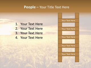 Barley Grain Grass PowerPoint Template