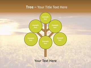 Barley Grain Grass PowerPoint Template