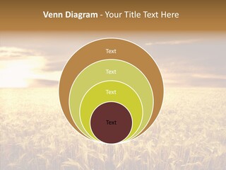 Barley Grain Grass PowerPoint Template