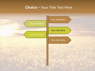 Barley Grain Grass PowerPoint Template