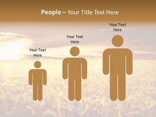 Barley Grain Grass PowerPoint Template