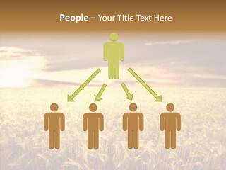 Barley Grain Grass PowerPoint Template
