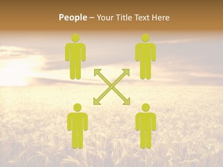Barley Grain Grass PowerPoint Template