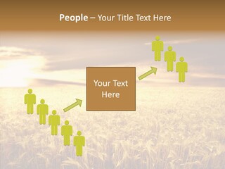 Barley Grain Grass PowerPoint Template