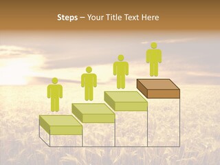 Barley Grain Grass PowerPoint Template