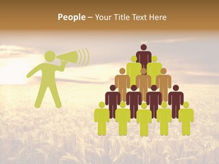 Barley Grain Grass PowerPoint Template