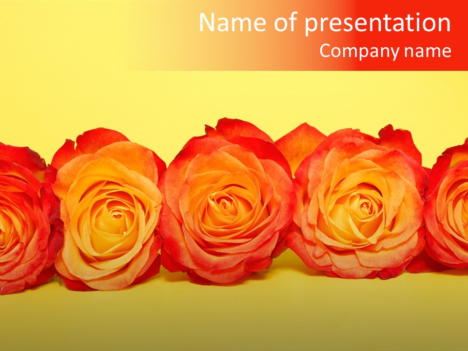 Colors Rose Flora PowerPoint Template
