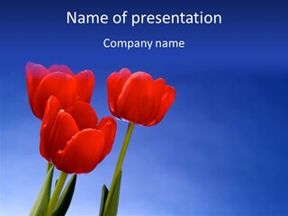 Farm Tulips Romance PowerPoint Template
